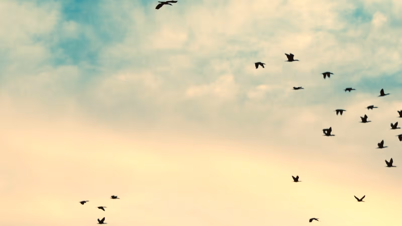 A flock of birds taking flight across a soft evening sky